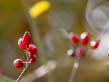 Close-up of red berries growing on plant