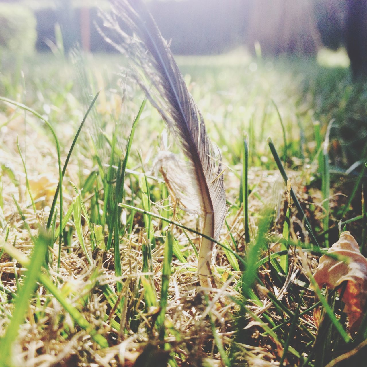 grass, growth, plant, close-up, focus on foreground, selective focus, field, nature, beauty in nature, green color, tranquility, growing, fragility, day, outdoors, no people, freshness, leaf, stem, sunlight