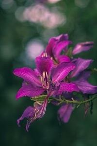 Close-up of pink flowers blooming outdoors