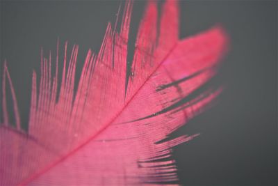 Close-up of red leaves against blurred background