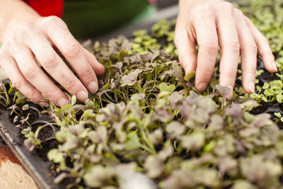 Close-up of hands holding plants