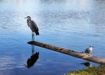 Heron perching on lake
