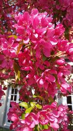 Close-up of pink cherry blossoms