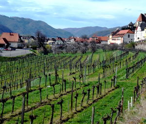 Scenic view of vineyard against sky