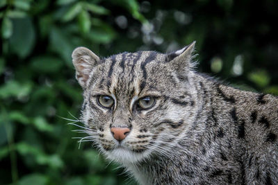 Close-up portrait of a cat