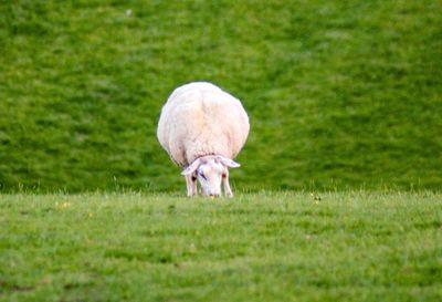 Sheep in a field