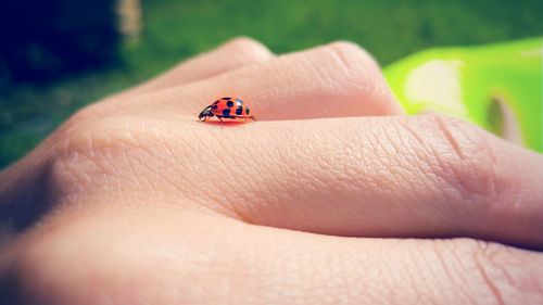 Ladybug on hand