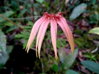 Close-up of flower blooming outdoors