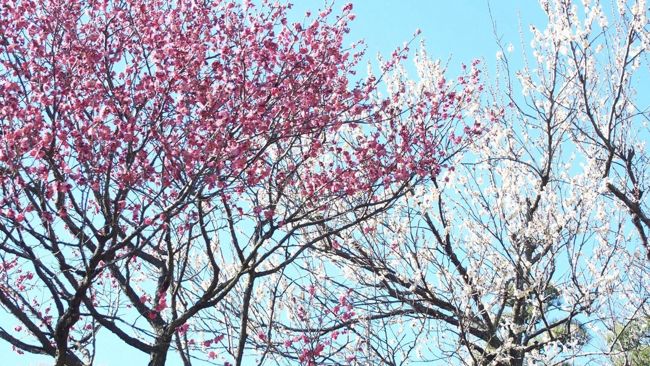 low angle view, tree, branch, growth, pink color, flower, clear sky, nature, beauty in nature, sky, freshness, blue, day, outdoors, no people, blossom, fragility, high section, backgrounds, pink