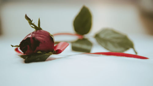 Close-up of rose over white background