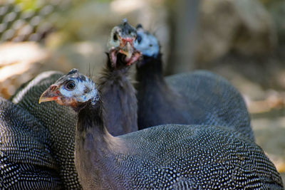 Close-up of guinea fowl