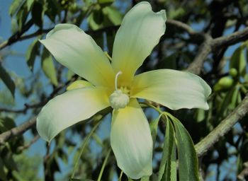 Close-up of day lily blooming on tree