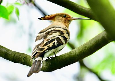 Close-up of bird perching on branch