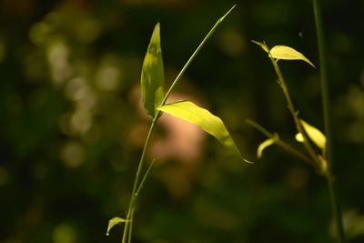 Close-up of lizard on plant