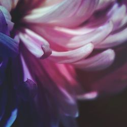 Full frame shot of white flower