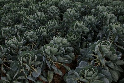 High angle view of plants growing on field