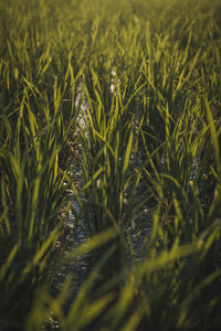 Full frame shot of crops growing on field