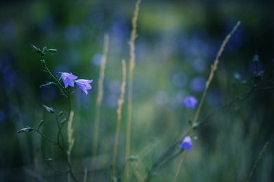 Close-up of purple flowering plant