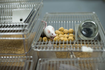 Lab vaccine test, coronavirus covid-19