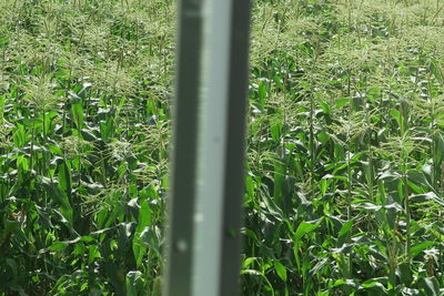 High angle view of bamboo plants on field