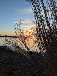 Plants growing on beach against sky during sunset