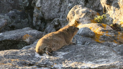 Side view of water on rock