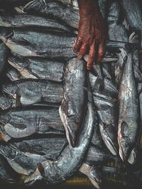 Man holding fish