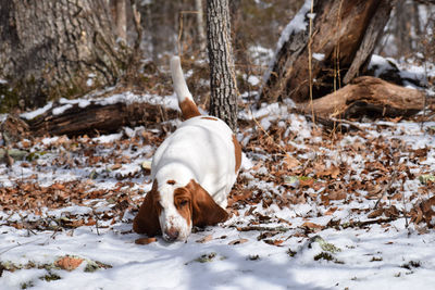 Dog standing on snow covered land