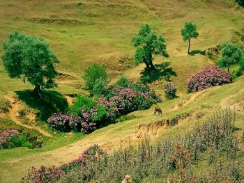 Plants growing on field