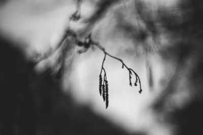 Close-up of plant hanging on tree