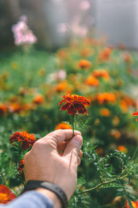 Cropped hand holding marigold 