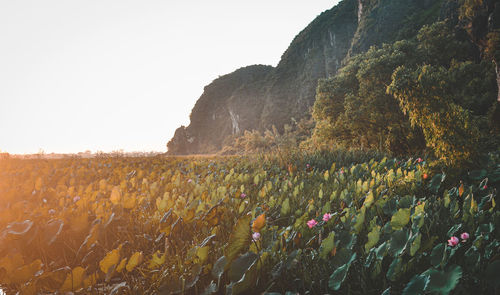 Scenic view of field against clear sky