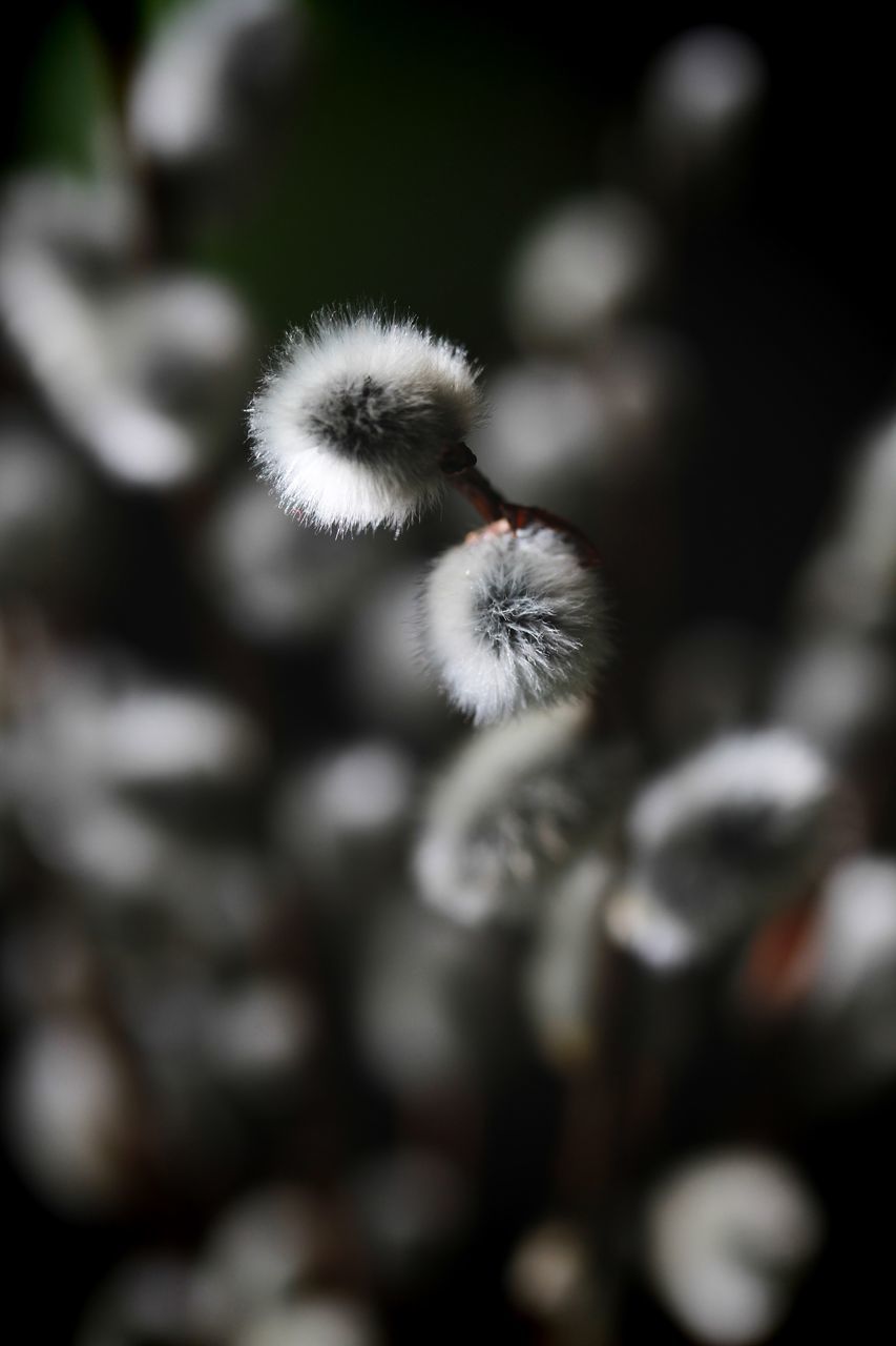 plant, flower, growth, flowering plant, close-up, selective focus, freshness, vulnerability, fragility, no people, beauty in nature, nature, day, outdoors, flower head, focus on foreground, inflorescence, white color, softness, petal, dandelion seed
