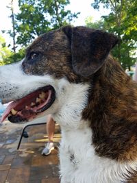 Close-up of a dog looking away