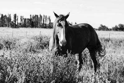 Horse standing in a field