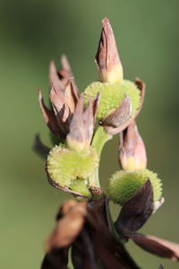 Close-up of flower bud