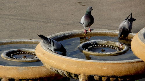 Close-up of birds perching on fountain