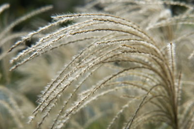 Close-up of dry plant