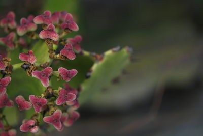 Close-up of pink flowering plant