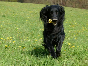 Black dog sitting on field