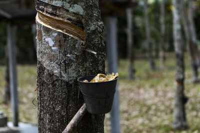 Close-up of garbage can on tree trunk in forest