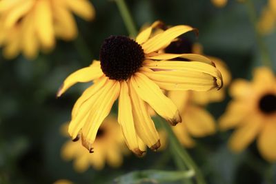 Close-up of yellow flower