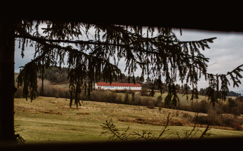 Trees on field against sky