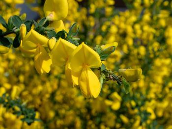 Close-up of yellow flowering plant