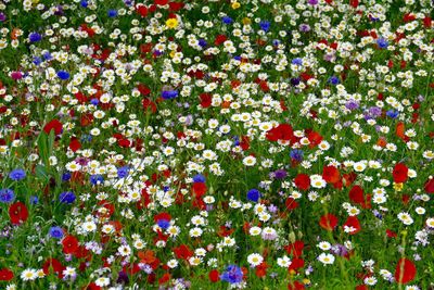 Close-up of multi colored flowers blooming outdoors