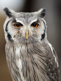 Close-up portrait of owl