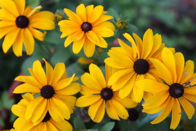 Close-up of fresh yellow flowers blooming outdoors