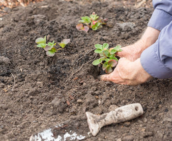 Low section of man working on plant