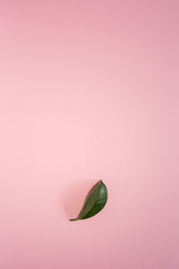 Close-up of leaf on pink background