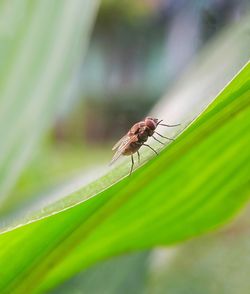 Close-up of insect on leaf